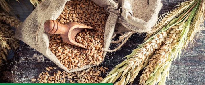 Maxim 025 FS 1L SYNGENTA - zaprawa do nasion o szerokim zastosowaniu