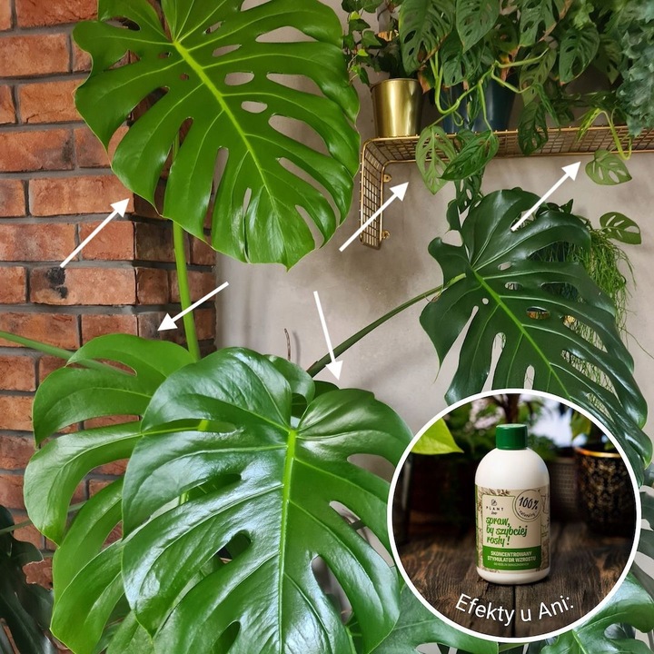 Spraw, by szybciej rosły 500 ml | Plant lover| stymulator wzrostu do roślin