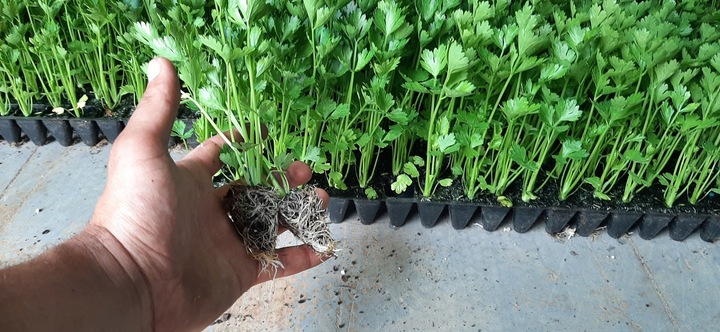 STYMULATOR DO WARZYW GUMISIL TRICHODERMA ROZSADY! EKO NAWÓZ BIOLOGICZNY TOP