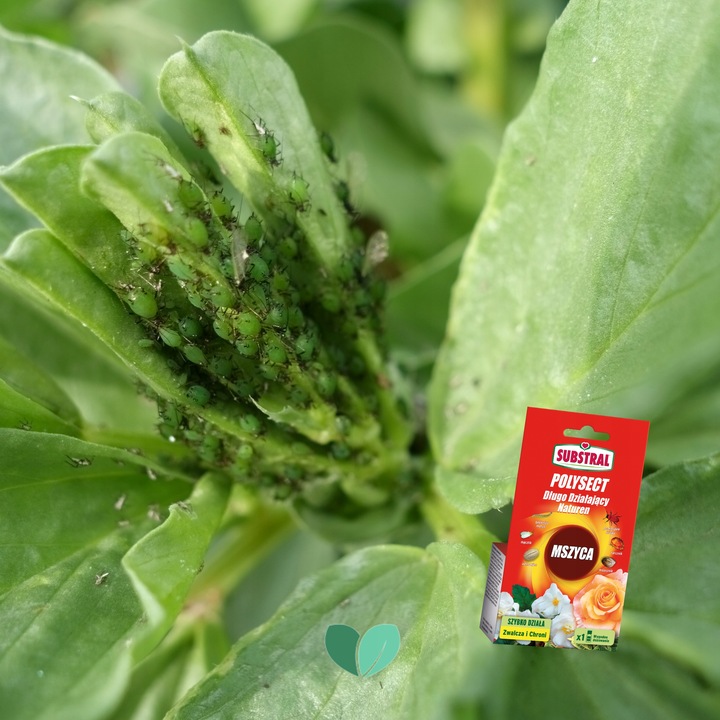 Substral Polysect Na Mszyce Zwalcza SZKODNIKI Owadobójczy Naturen 20 ml x3