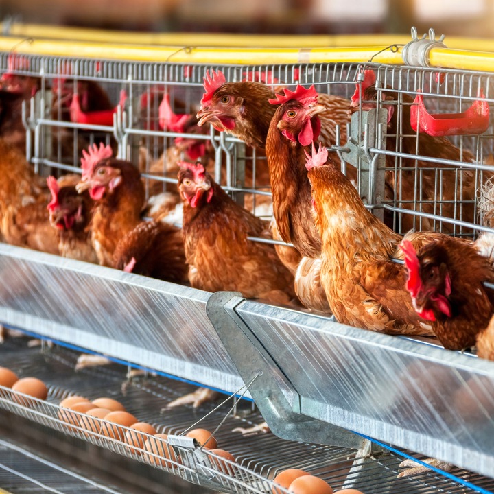 Koncentrat dla kur niosek Koncentrat kura nioska 30% na 100 kg paszy