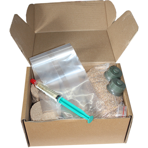 Soplówka jeżowata zestaw do uprawy grzybów