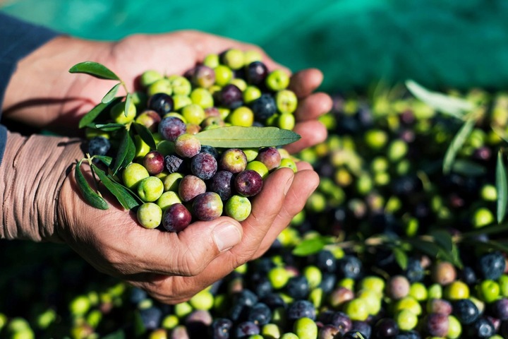 Grecka Oliwa z Oliwek Extra Virgin 1L Sitia Premium data produkcji 10/2024