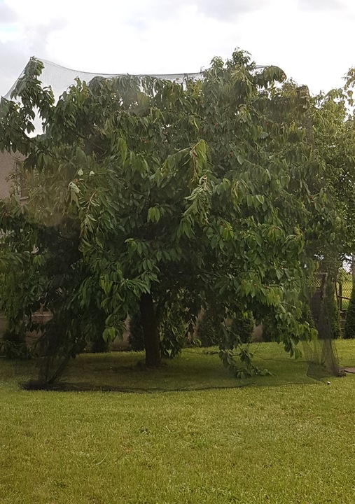 SIATKA NA OCZKO WODNE OCHRONNA NA truskawki PTAKI WZMACNIANA 4x5m +KOTWY
