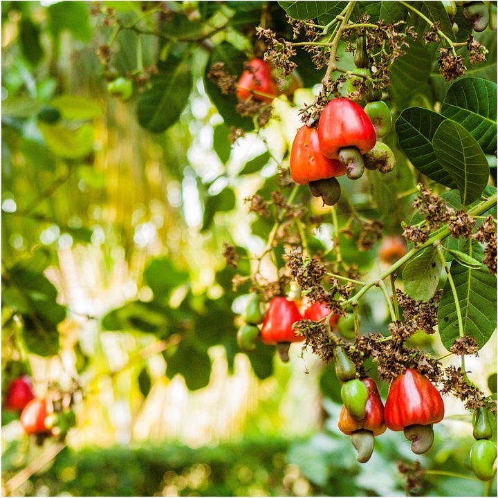MANGO LIOFILIZOWANE 100g KAWAŁKI KLASA A nutt