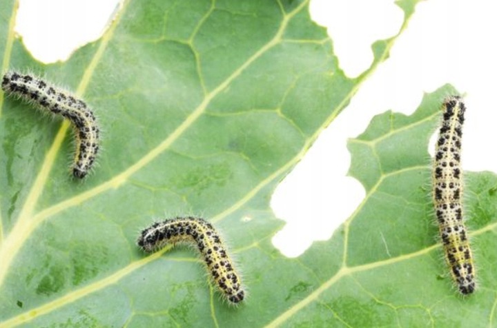 Deltam Ogród 100ml dawniej Decis owadobójczy