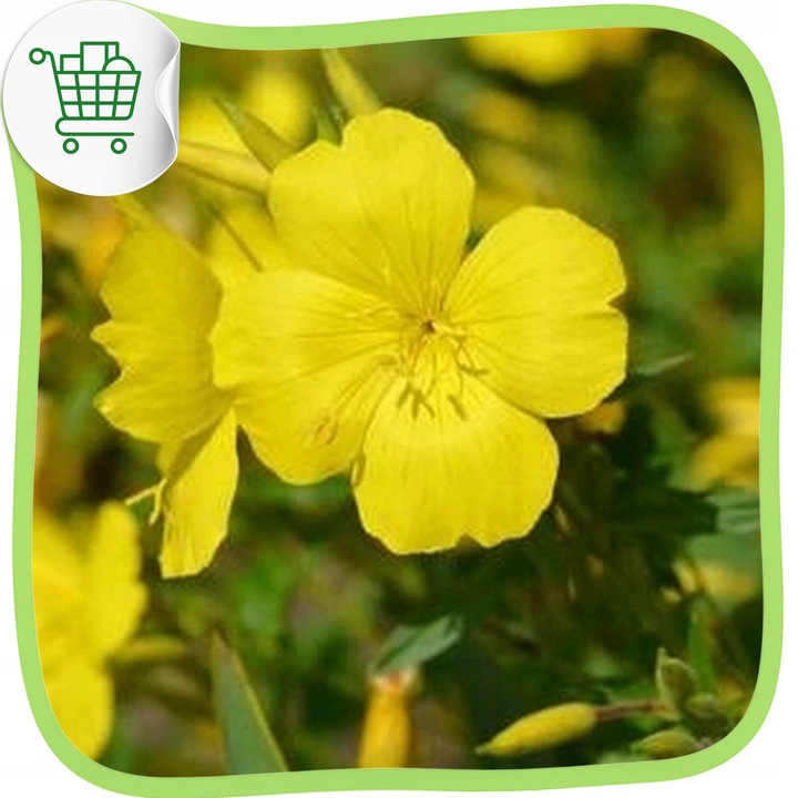 OLEJ Z WIESIOŁKA DWULETNIEGO TłoczonyNaZimno 500ml