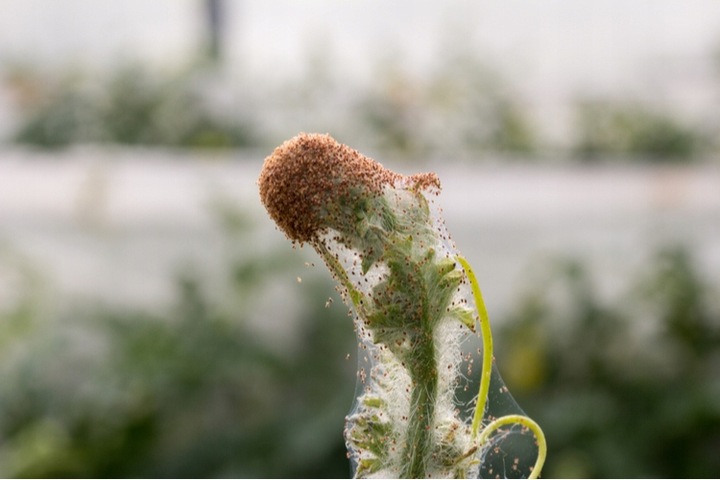 COMPO COMPLETE 2w1 Spray na choroby szkodniki ekologiczny oprysk 1L