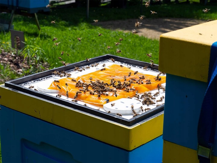 Apikand 20kg ciasto Z PYŁKIEM pokarm dla pszczół