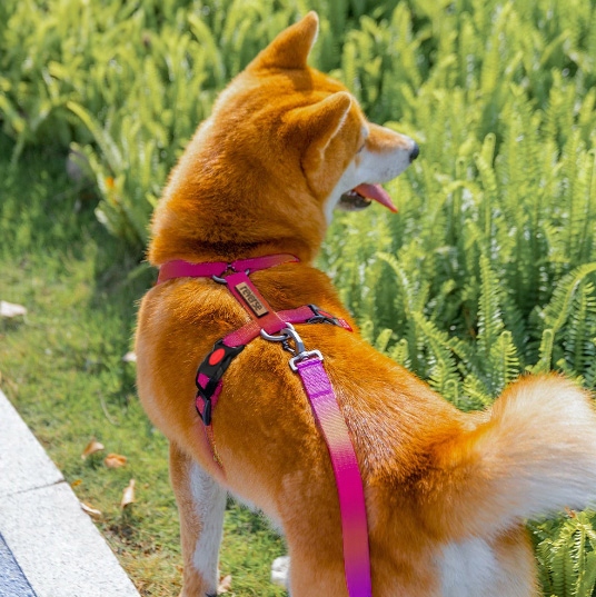 SZELKI GUARD DLA PSA REGULOWANE MOCNE BEZUCISKOWE WYGODNE PORZĄDNE roz. M