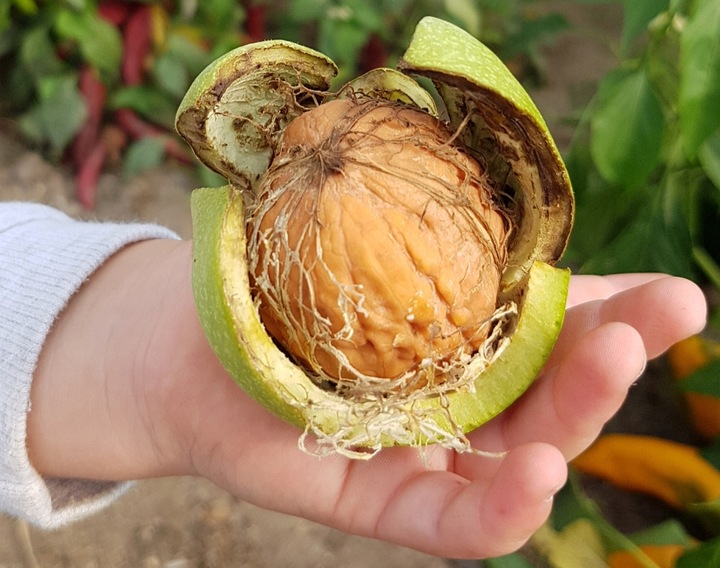 Nawóz Mikoryza do Drzew i Krzewów Owocowych 500ml