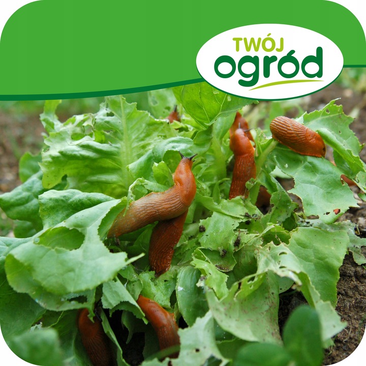 TRUTKA NA ŚLIMAKI ŚRODEK NA ŚLIMAKI 1KG GRANULAT LIMA ORO 5GB
