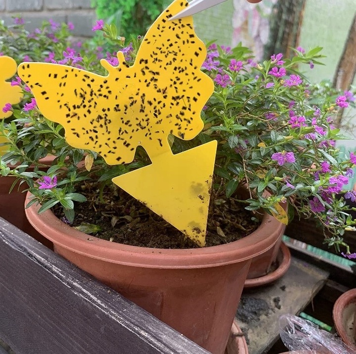 60x ŻÓŁTY LEP DO DONICZEK MOTYL na ziemiórki mszyce muszki owocówki owady