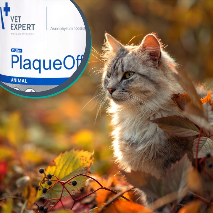 Proszek do zębów preparat dla psów i kotów Vet Expert Plaque Off 20 g
