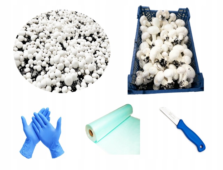 3 Faza Grzybnia Pieczarki Zestaw XL + gratis 6w1