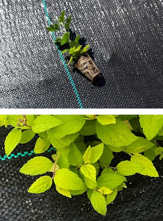 AGROTKANINA 110G 3,2x50m PREMIUM UV 3% AGROWŁÓKNINA CZARNA MATA + KOŁKI