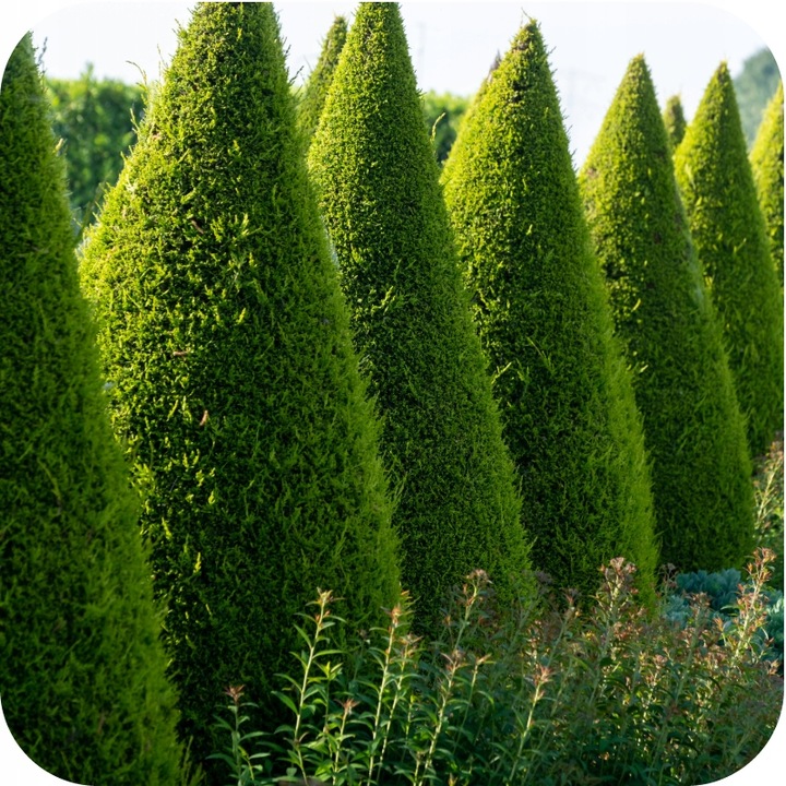 NAWÓZ DO TUI FLOROVIT 4kg POD TUJE TUJI ŻYWOTNIKÓW IGLAKÓW WYDAJNY