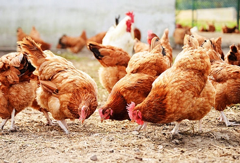 SUPLEXAN NIEŚNOŚĆ 1 l Witaminy dla Kur Niosek Poprawiają Nieśność