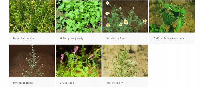 Roundup Plus 360 1L | Na wszystkie chwasty| Oprysk Oryginalny