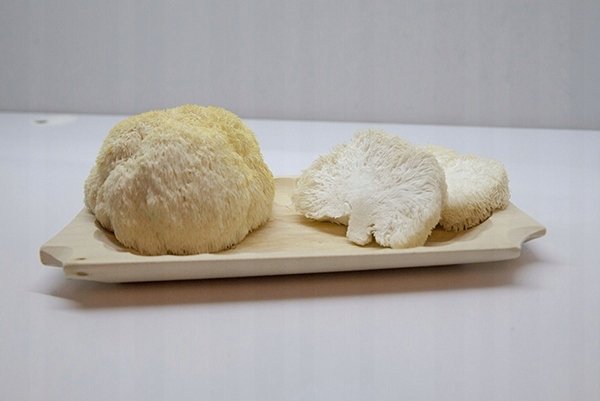 Soplówka Jeżowata MUSHROOMS GROW KIT grzybnia