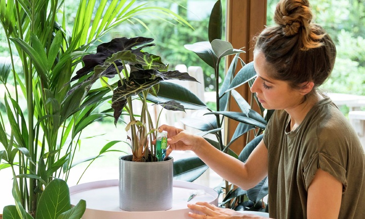 Nawóz Odżywka do Roślin Domowych 10x30ml Aplikator Compo