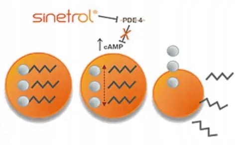 TABLETKI ZMNIEJSZAJĄCE APETYT + SPALACZ TŁUSZCZU, usuwanie wody - Burn Dry