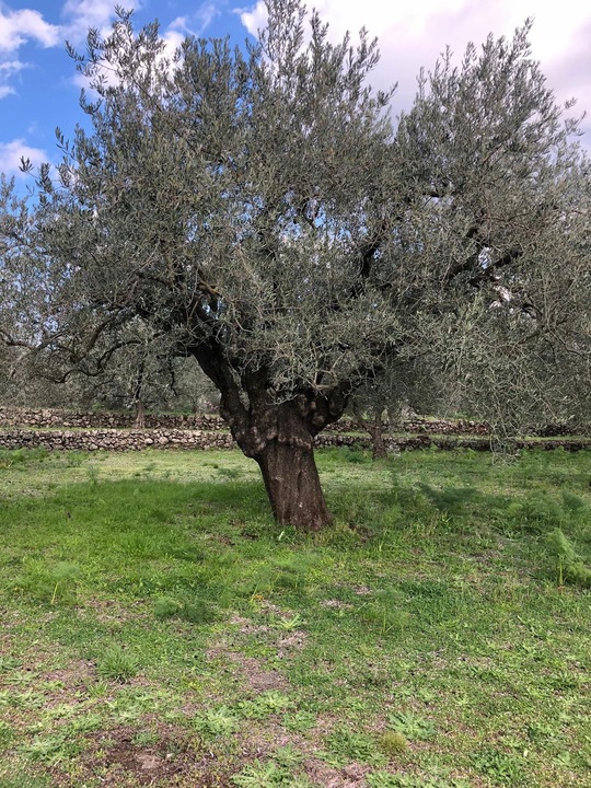 Oliwa z oliwek Extra Virgin Włoska CAMUTO Antyczne odmiany ETNA 0,15% 500ml