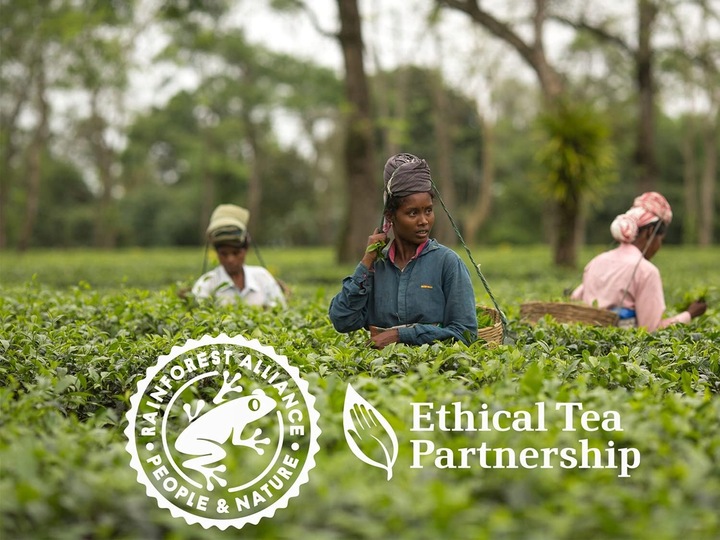 Herbata Czarna Angielska Klasyczna TETLEY ORIGINAL 240 torebek 750 g