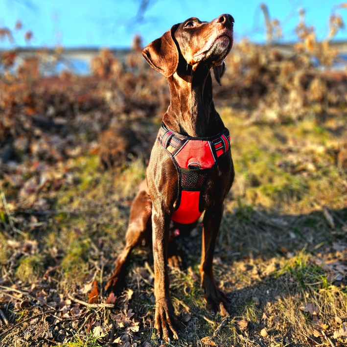 SZELKI BEZUCISKOWE typu GUARD dla psa ELITE M red