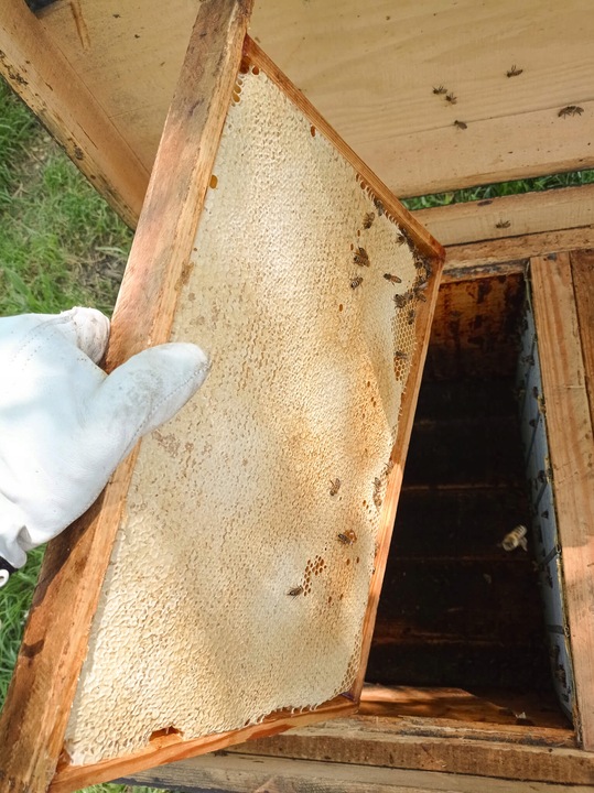 Miód Wielokwiatowy + Lipowy z RODZINNEJ PASIEKI