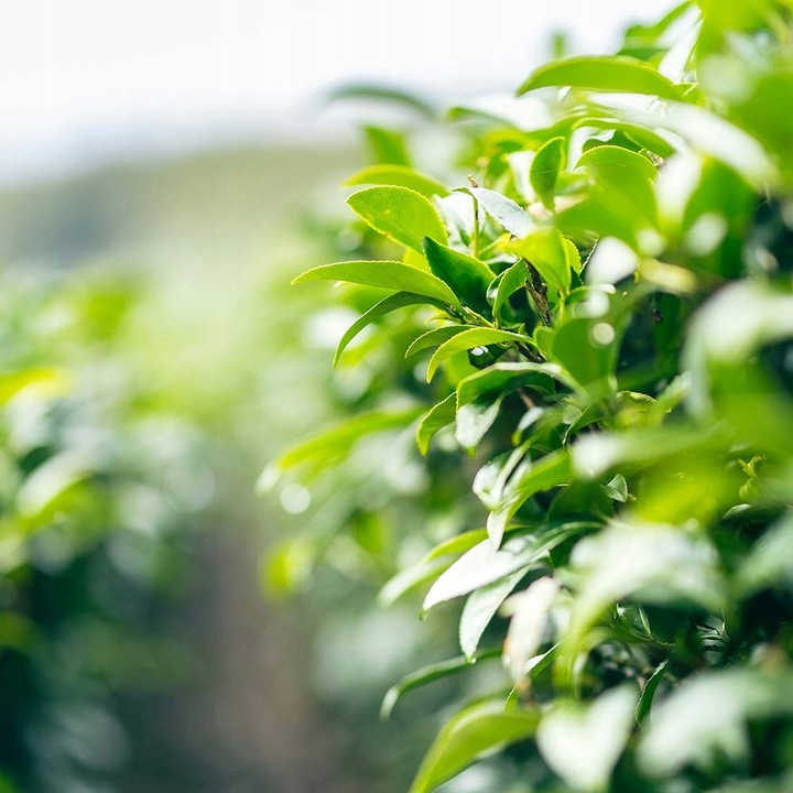 Sencha BIO zielona herbata japońska liściasta ekologiczna | Premium 250g