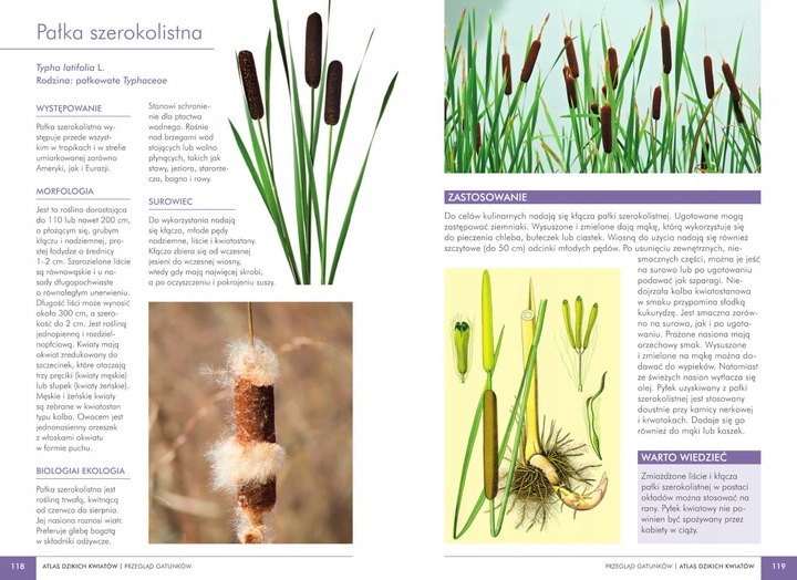 ATLAS DZIKICH KWIATÓW 90 roślin Mederska TWARDA