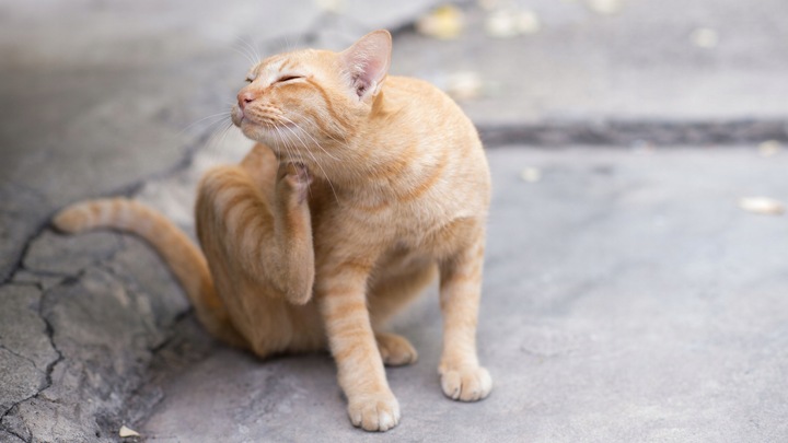 CANAC Dimethicon – Krople ochronne przeciw pchłom i kleszczom dla kotów