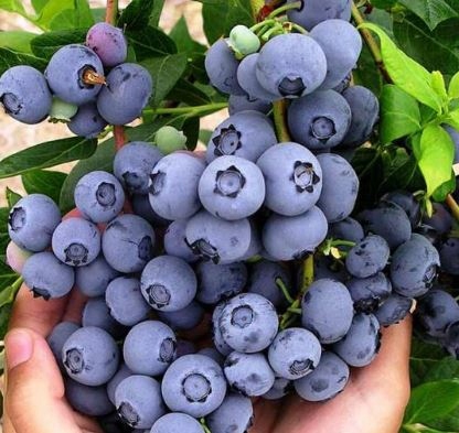 SUMIN ZAKWASZAJĄCY 2,5KG NAWÓZ KWAŚNOLUBNYCH BORÓWKI BORÓWEK WRZOSY