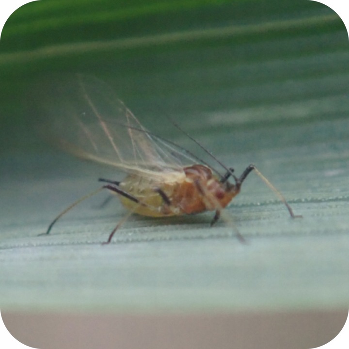 ŚRODEK PREPARAT NA MSZYCE CYPERKILL MAX 500 EC 250ML OWADOBÓJCZY DO WARZYW