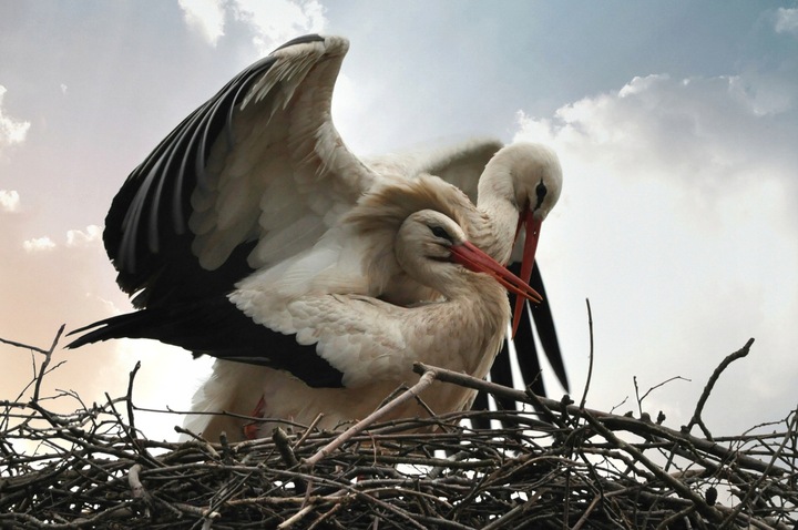 SWANSON Ubiquinol 200mg Koenzym Q10 KANEKA 30 kaps