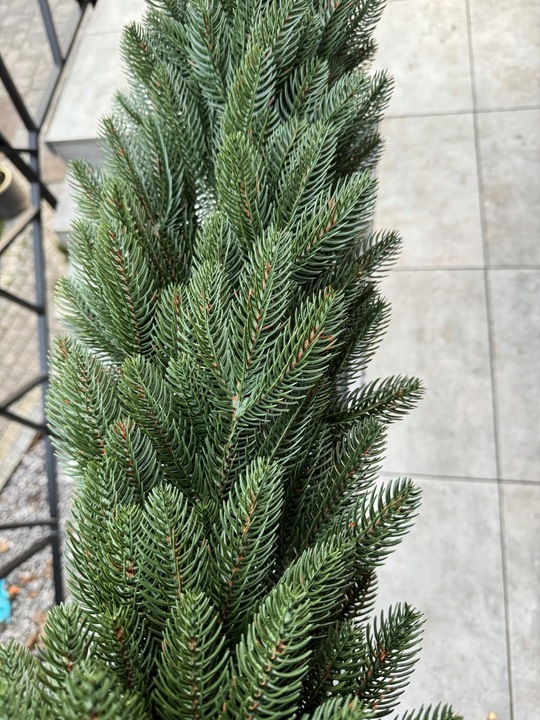 Wianek Świąteczny 100% PE ŚWIERK 3D REAL TREE 60cm Naturalny wygląd KOMINEK