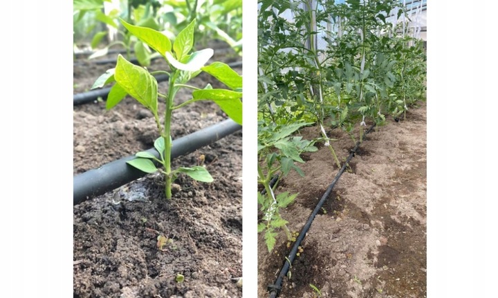 LINIA KROPLUJĄCA NAWODNIENIE KROPELKOWE WĄŻ DO PODLEWANIA ZESTAW 50m+ 56el.