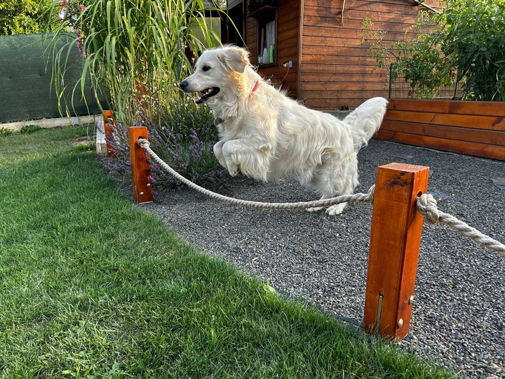VITAR Veterinae Mineral Forte 500 g - dla mocnych i zdrowych zębów i kości