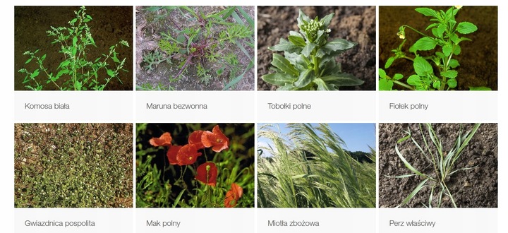 Roundup Plus 360 1L | Na wszystkie chwasty| Oprysk Oryginalny