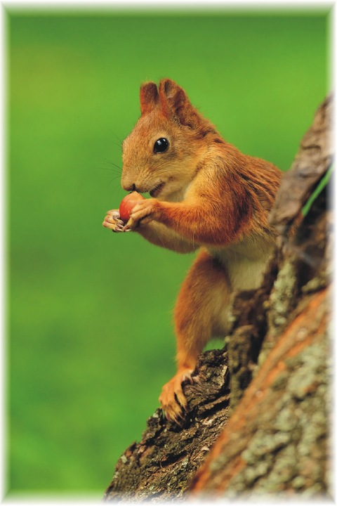 Budka lęgowa dla wiewiórki