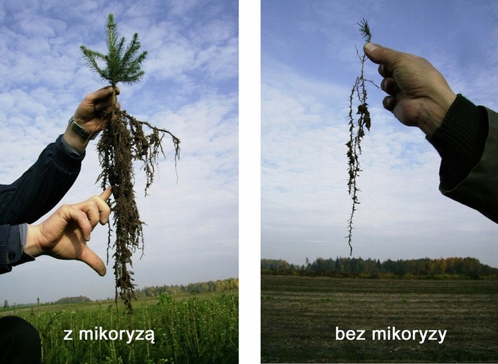 Mikoryza dla DRZEW IGLASTYCH grzybnia