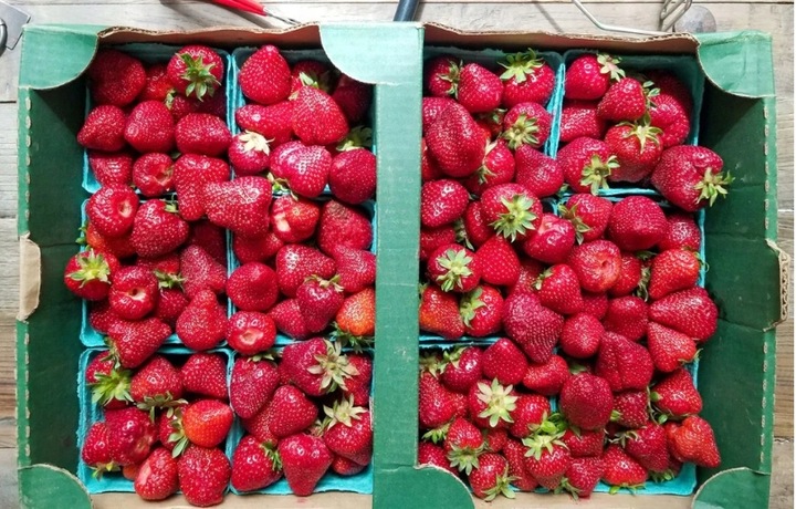 Frużelina FIT Truskawka | Dżem bez Cukru Keto 80% PUSZKA XXL 1.1kg