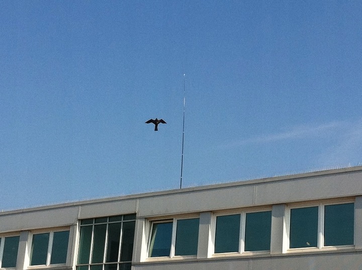 Odstraszacz Ptaków Szpaków CH2 z Masztem 4m