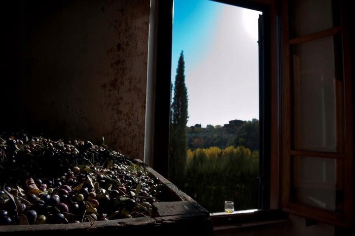 Premium Oliwa Extra Virgin 500ml