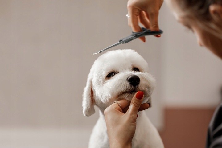 Profesjonalne Nożyczki do Strzyżenia Psów Kotów Czarne Zestaw Etui Grzebień