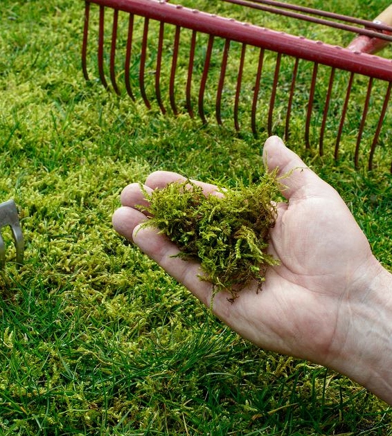 Siarczan Żelaza Sześciowodny Nawóz dla Roślin 10 KG