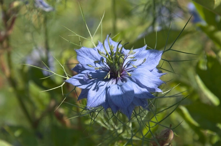 OLEJ Z CZARNUSZKI TŁOCZONY NA ZIMNO 500ml