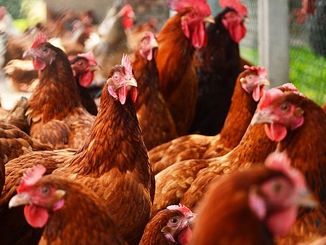 RESPIVAL ochrona dróg oddechowych drób trzoda wysokie stężenie amoniaku 1l