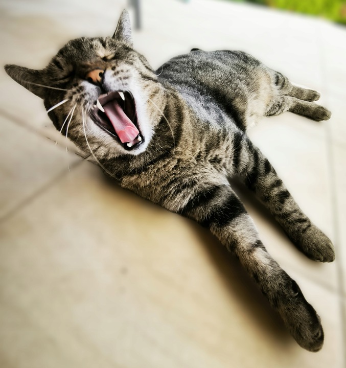 VITAR Veterinae Mineral Forte 500 g - dla mocnych i zdrowych zębów i kości